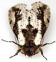 Morpheis clenchi - Hodges#2700.1 - photo 5