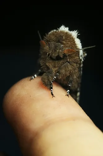 Morpheis pyracmon - photo 8