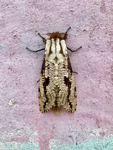 Morpheis pyracmon - photo 2