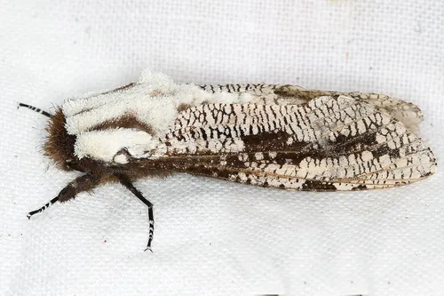 Morpheis pyracmon - photo 3
