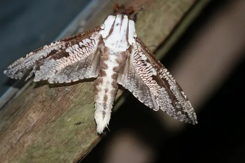 Morpheis pyracmon - photo 4