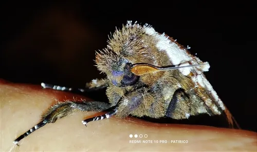 Morpheis pyracmon - photo 5