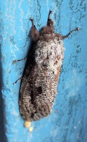 Morpheis pyracmon - photo 7