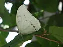White Morpho - Hodges#4569.5