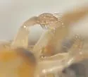 Morphocorixa compacta - photo 3