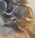 Morphocorixa compacta - photo 4