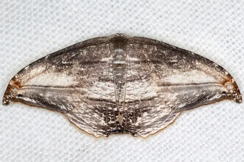 Morphomima fulvitacta