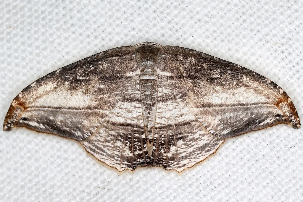 Morphomima fulvitacta - photo 2