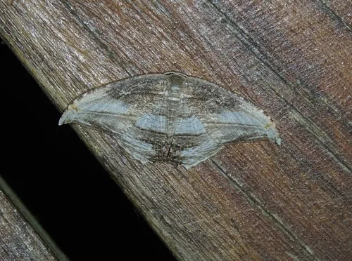 Morphomima fulvitacta - photo 6