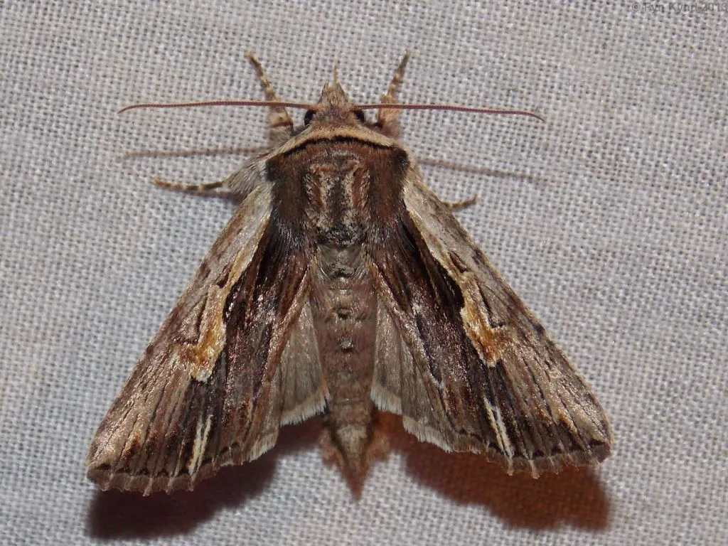 Bicolored Woodgrain - Hodges#10520 - photo 2