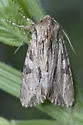 Morrisonia mucens - Hodges#10519
