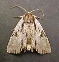 Morrisonia triangula - Hodges#10521.1 - Morrisonia triangula