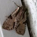 Morrisonia triangula - Hodges#10521.1 - photo 2