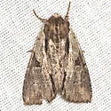 Morrisonia triangula - Hodges#10521.1 - photo 4