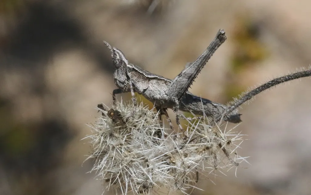 Chaparral Monkey Grasshopper - photo 2
