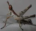 Yavapai Monkey Grasshopper