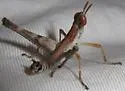 Yavapai Monkey Grasshopper - photo 2