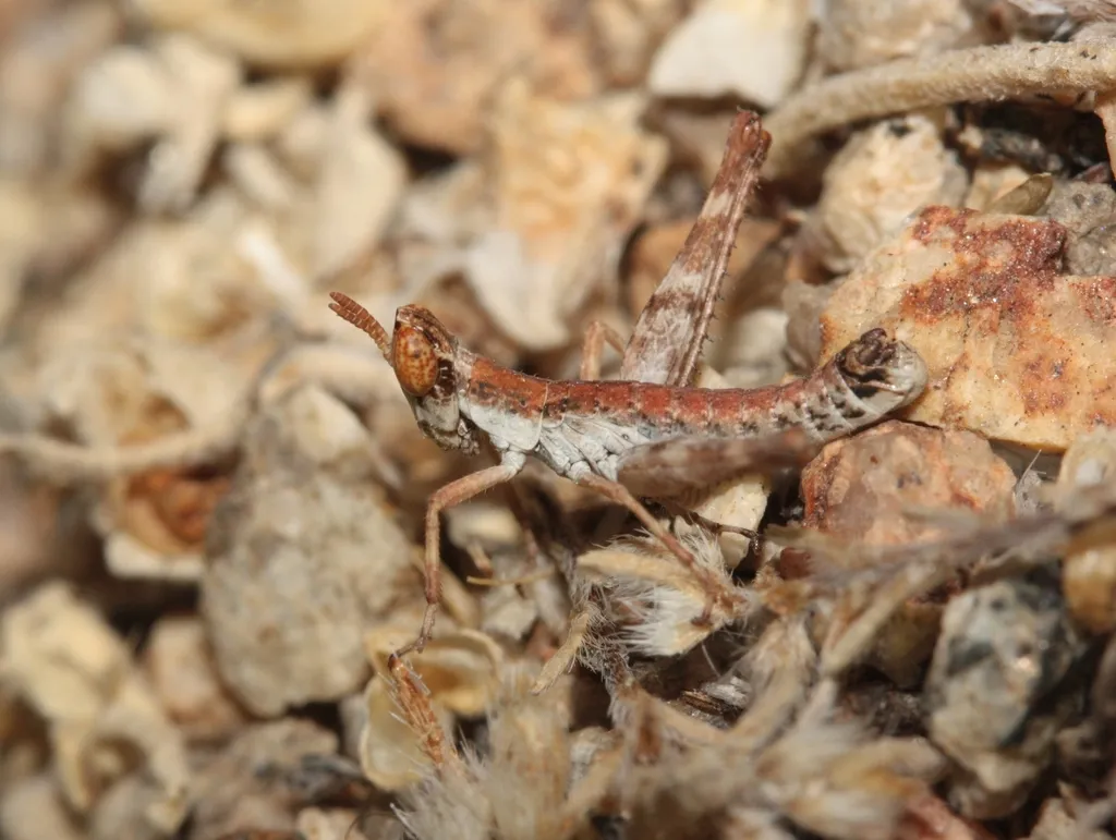Piute Monkey Grasshopper