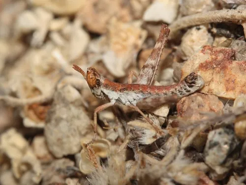 Piute Monkey Grasshopper - photo 2