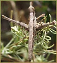 Tamalpais Monkey Grasshopper
