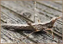 Tamalpais Monkey Grasshopper - photo 2