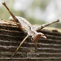Tamalpais Monkey Grasshopper - photo 3