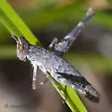 Tamalpais Monkey Grasshopper - photo 4
