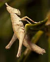 Tamalpais Monkey Grasshopper - photo 5