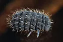 Morulina callowayia