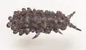 Morulina callowayia - photo 2
