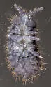 Morulina callowayia - photo 3
