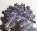 Morulina callowayia - photo 5
