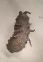 Morulina crassa - photo 3