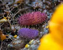 Morulina delicata