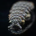 Morulina delicata - photo 4