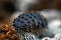 Morulina delicata - photo 5