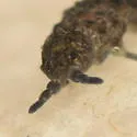 Morulina multatuberculata