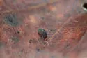 Morulodes ambiguus