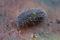 Morulodes ambiguus - photo 3
