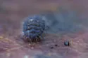 Morulodes ambiguus - photo 4
