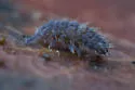Morulodes ambiguus - photo 5