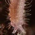 Morulodes serratus