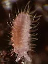 Morulodes serratus - photo 2