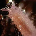 Morulodes serratus - photo 3