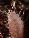 Morulodes serratus - photo 4