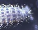 Morulodes setosus