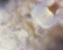 Morulodes setosus - photo 2