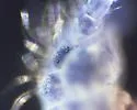 Morulodes setosus - photo 3