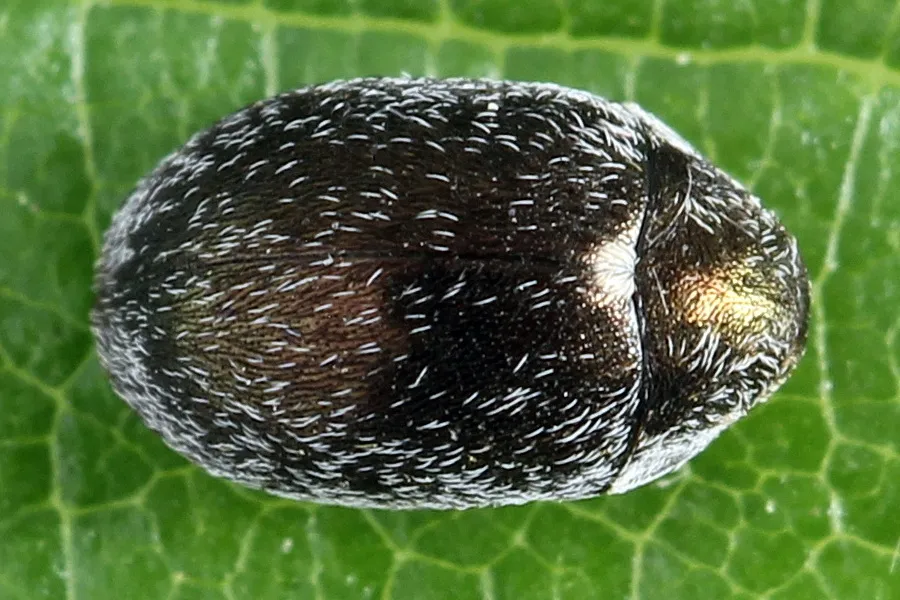 Morychus aeneus - photo 2