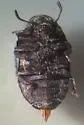 Morychus oblongus